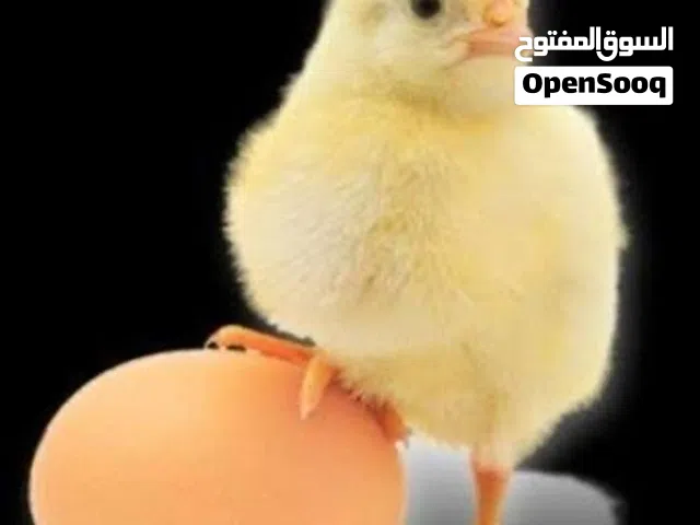 دحي عربي مخلظ