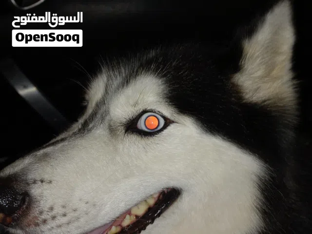 Siberian Husky for sale