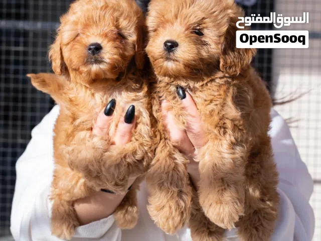 للراغبين بالاقتناء الراقي والذوق الرفيع  نوفر لكم جرو توي بودل مميز بجماله وأناقة شكله،