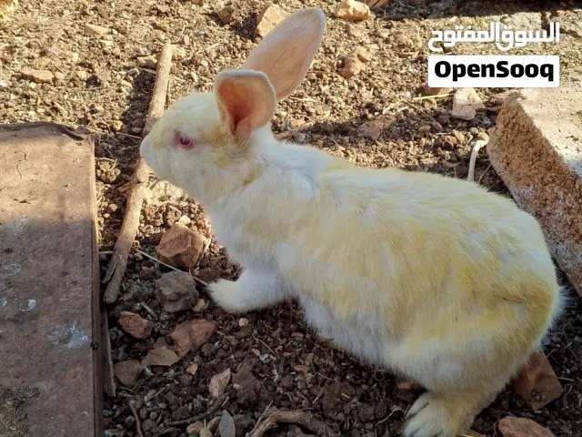 موجود ارنبه مع فراخها