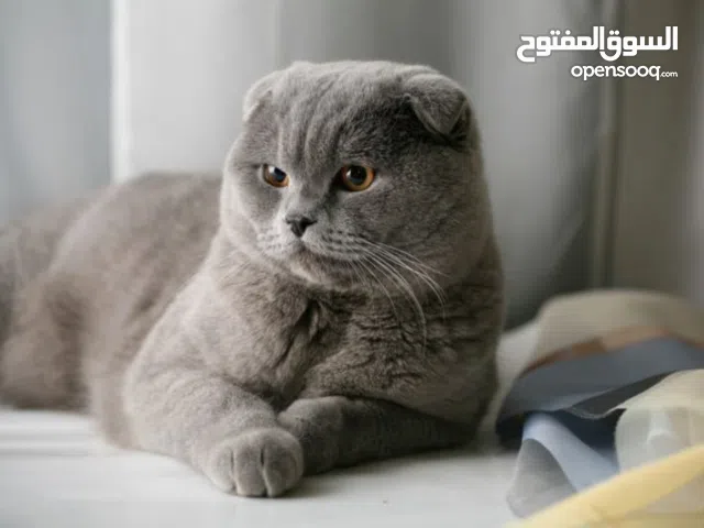 قط سكوتش لونه سكني العمر سنة وشهرين ذكر