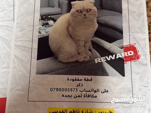 قطة مفقودة في طبربور