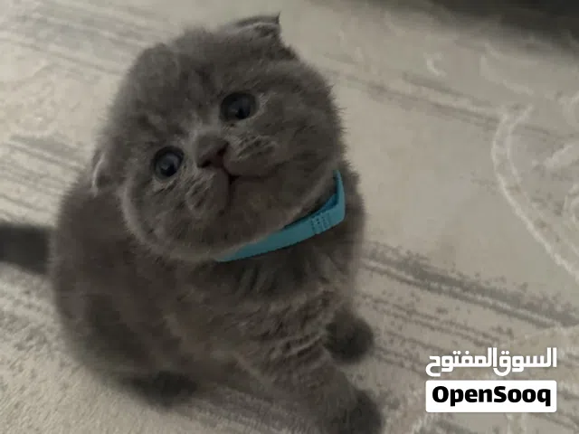 Scottish fold 3 months