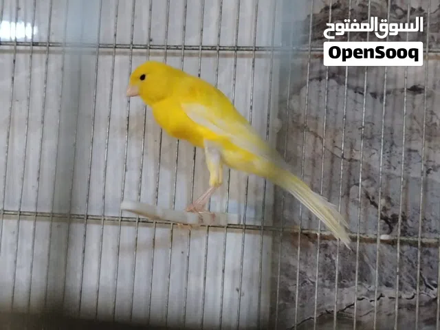 خمس حبات كناري انثي ثنتين ومخاليف اثنين بداية تغريد وفحل بندوق جاهز جيزه بدون الاقفاص مطلوب 60 دينار