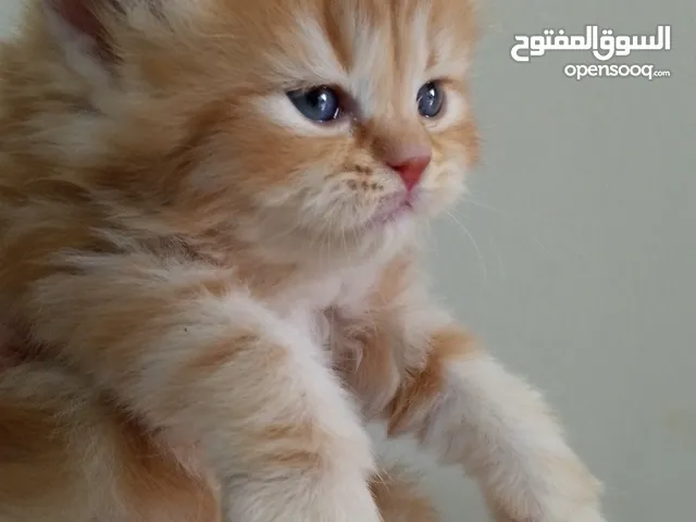 قطط مكس للبيع