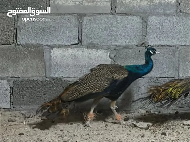 طاووس بالغ للبيع