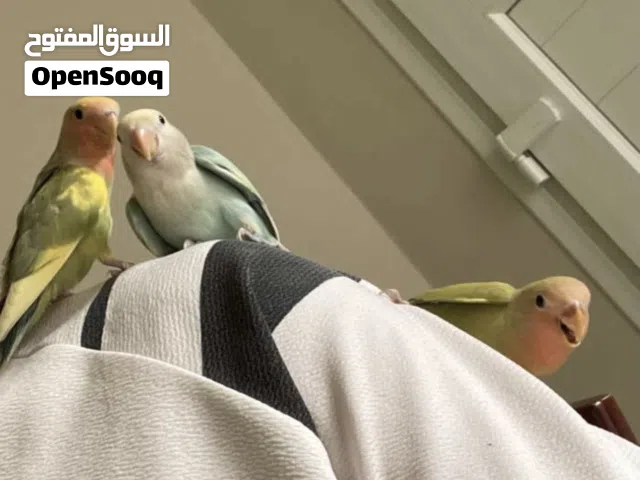 فروخ روز (love birds) بصحة ممتازة ونشاط