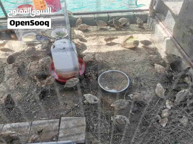 للبيع سمان