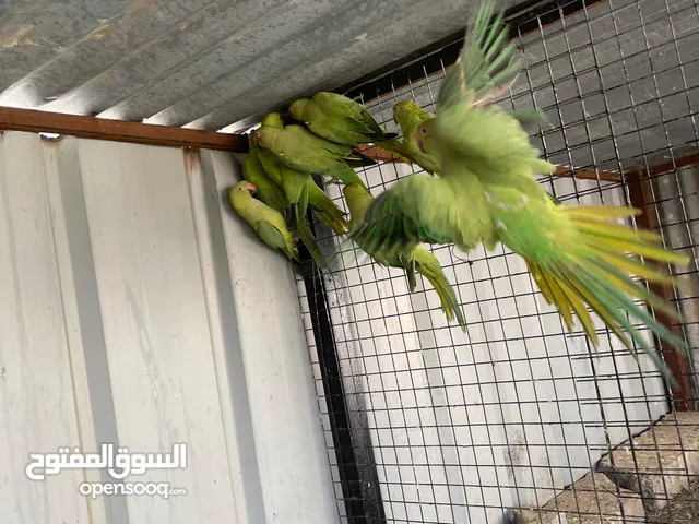 ببغاء الدرة الأخضر