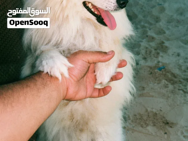 كلب سبتز للبيع