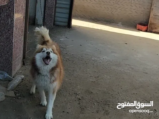 كلب هاسكي عين زرقا وعين بني لونج هير لون بني في ابيض عمر 9 شهور