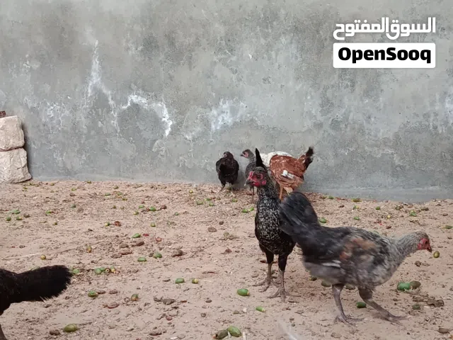 السلام عليكم ورحمة الله وبركاته