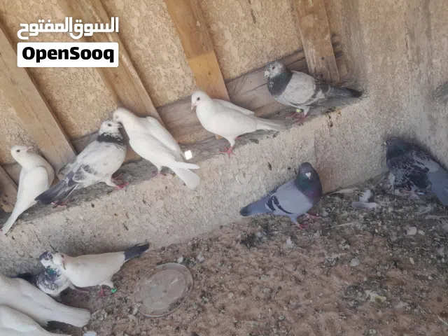 حمام زواجل للبيع حلوات نضيفات قويات كلشي ما بيهن