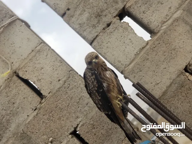 حداه سوداء