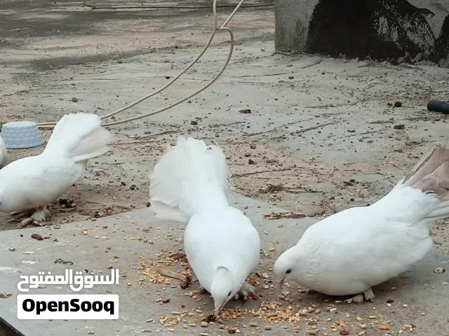 حمام زينه للبيع