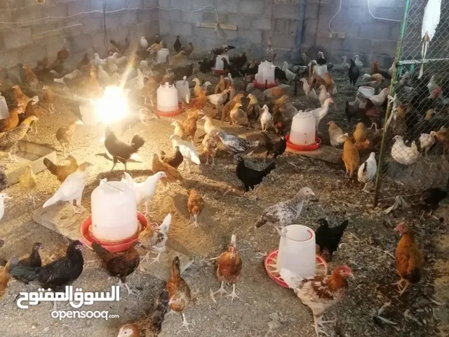 دجاج عمانيات لحبه ريال جاهزات لذبح او تربيه