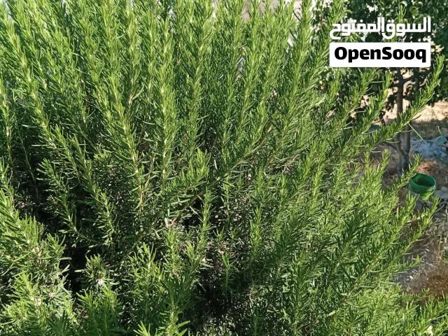 لدينا للبيع كميات حصلبان ( إكليل الجبل ) طازج من الشجره مباشره .