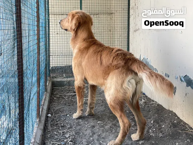 كلب للبيع وللبدل بشي يناسب قابل للتفاوض