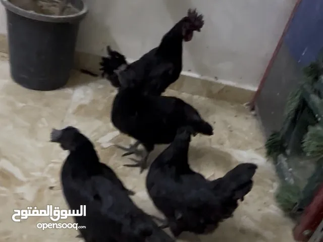 جاج لمبرجيني
