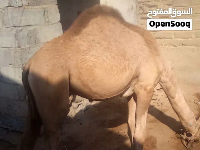 جمل صغير سن سمين