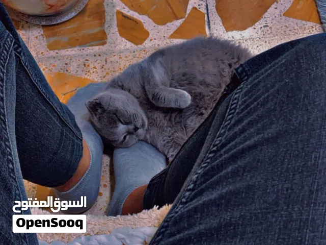 سكوج انثى للبيع
