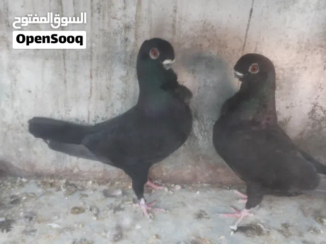 متاح 3 اجواز شغالات