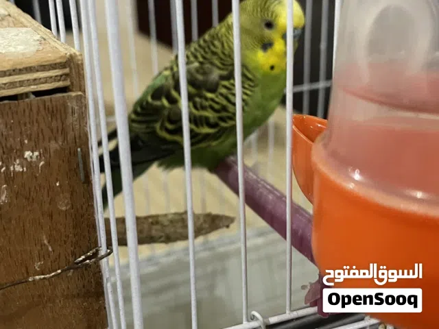 بقلينو كوبيه ذكر ونتايه بالقفص سعر 135بالقفص