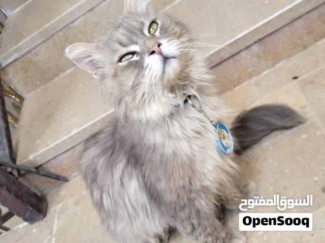 اسم القط : سيمبا
