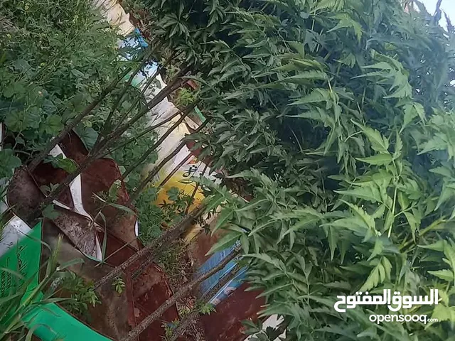 شجر المضليه