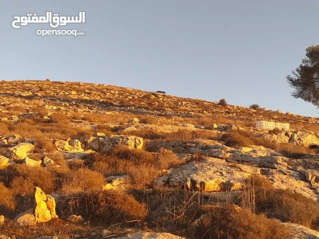 كوشان طابو فلسطيني