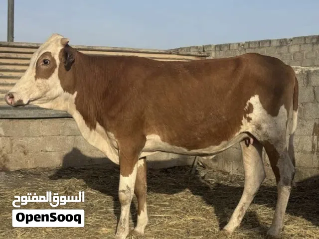 عمر الكومي
