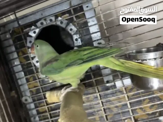 ببغاء نبيالي