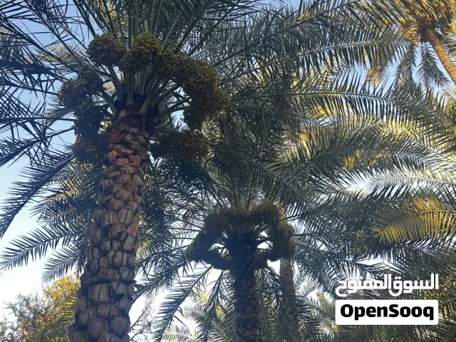 نخيل خلاص للطناء