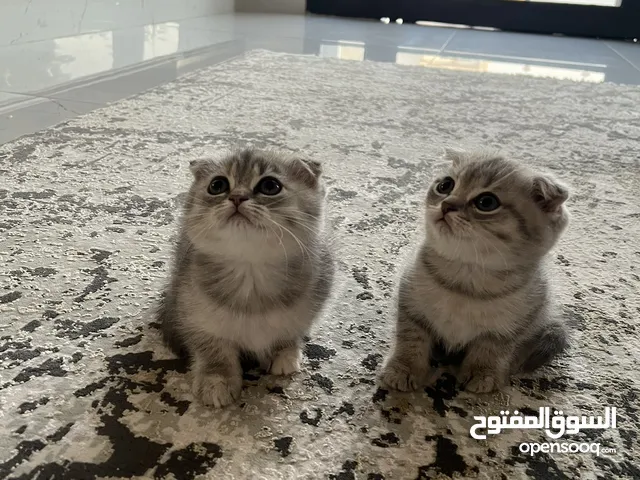 قطط سكوتش فولد وستريت كتن