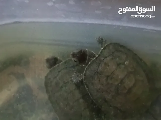 سلاحف برمائية للبيع