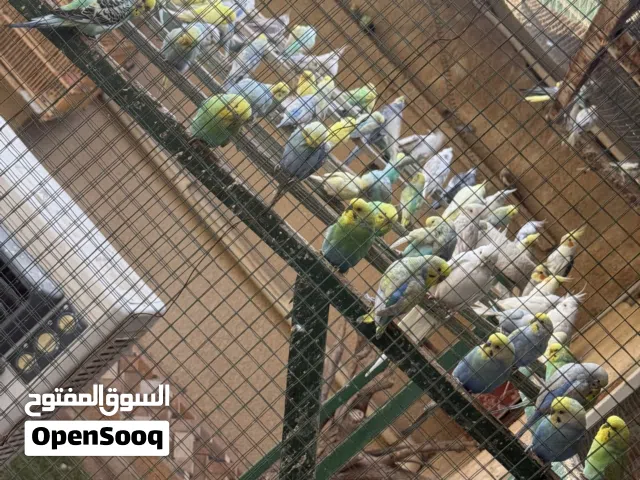 طيور حب زينه