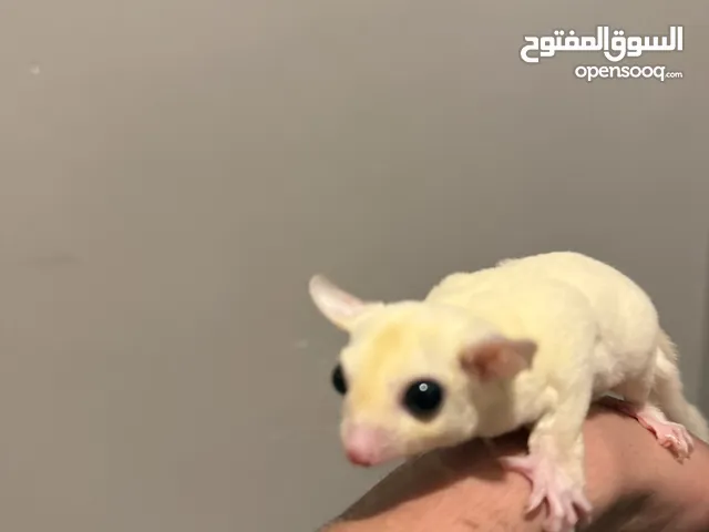 سنجاب شوقر قلايدر للبيع
