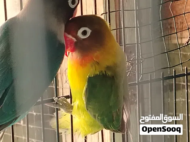 زوج فيشرررر