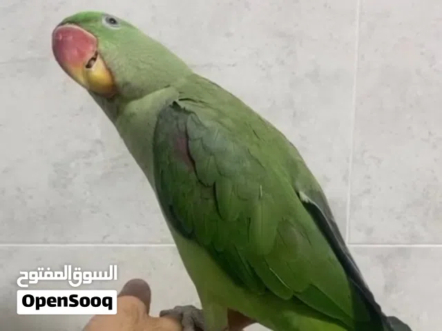 للبيع منو نيبالي بسعر مناسب أليف متكلم