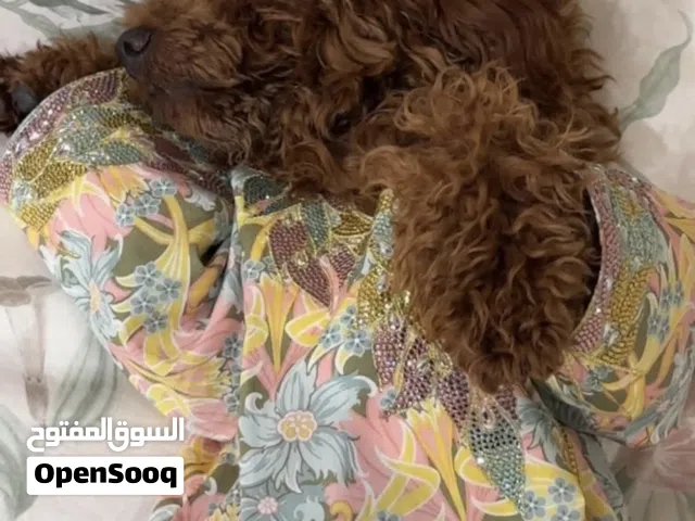 توي بودل العمر سنه و 7 شهور  انثى لون بني .  A female Toy Poodle dog, 1 year and 7 months old