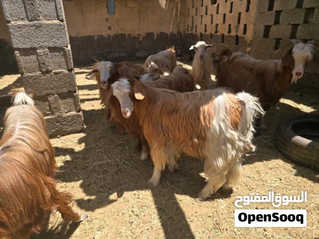 تيس ولد سنة تقريباً سمين وغير مخصي للبيع