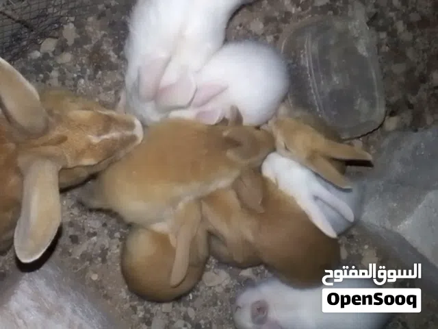 للبيع مجموعة أرانب كاملة وجاهزة للإنتاج    6 أرانب كبار عمر 7 أشهر:  ذكر بلدي  زوج ريكس مهج
