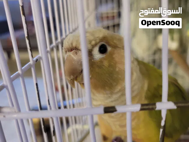 ببغاء كنيور اناناس