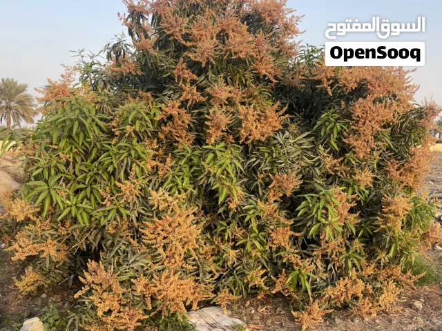 مزرعة للإيجار