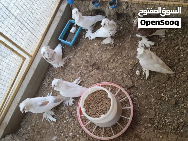 للبيع نمساوي مكوش