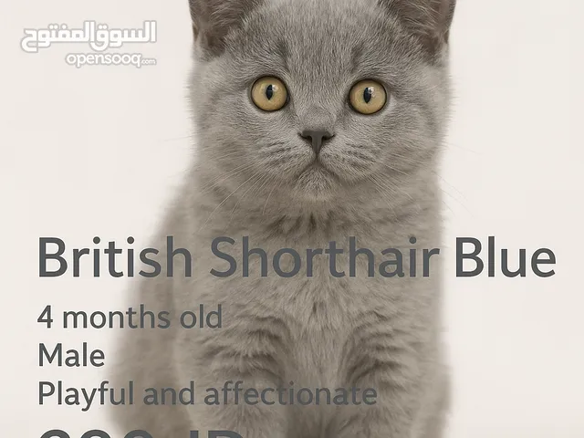 قط British Shorthair Blue أصلي