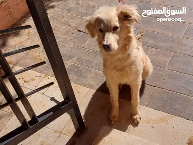 جولدن ريتريفر