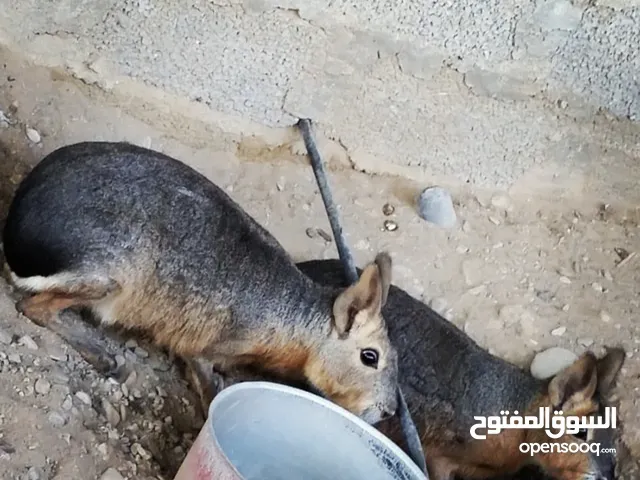 للبيع زوج حيوان المارا النادر