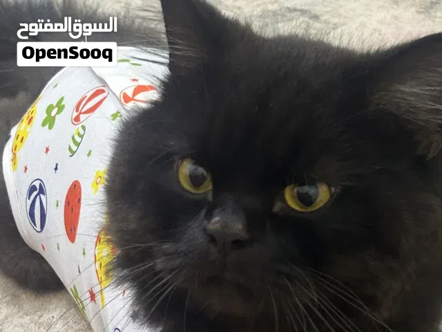 للتبني قط ذكر