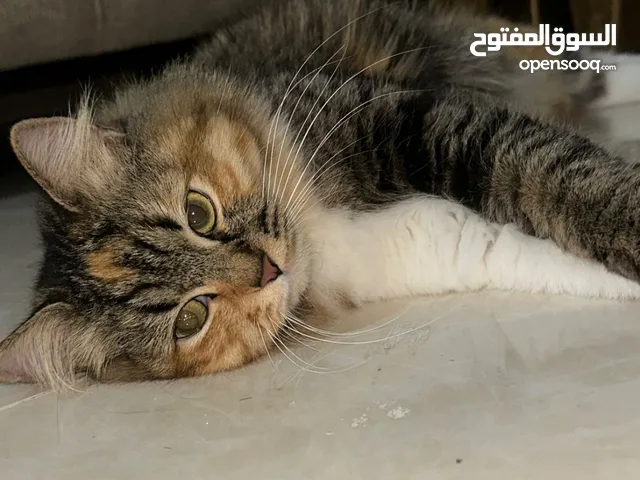 قطه للبيع الاسم لوسي